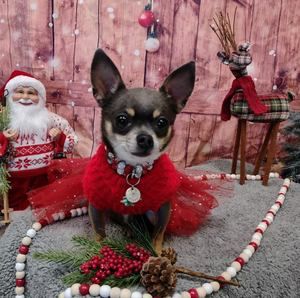 Meet your Posher, Shelby